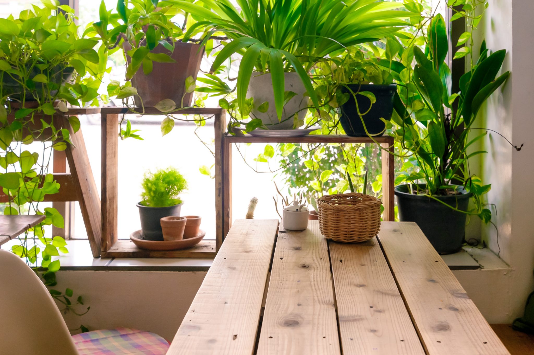 6houseplantsforphoenix-heers