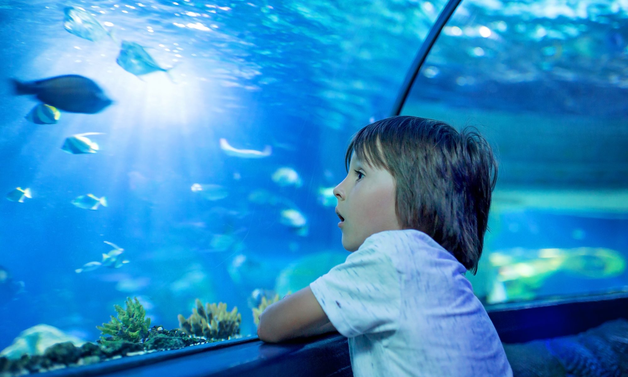 aquarium activities